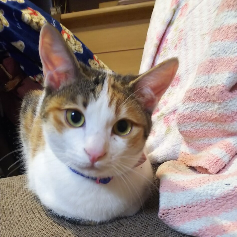 ひろのカバー写真