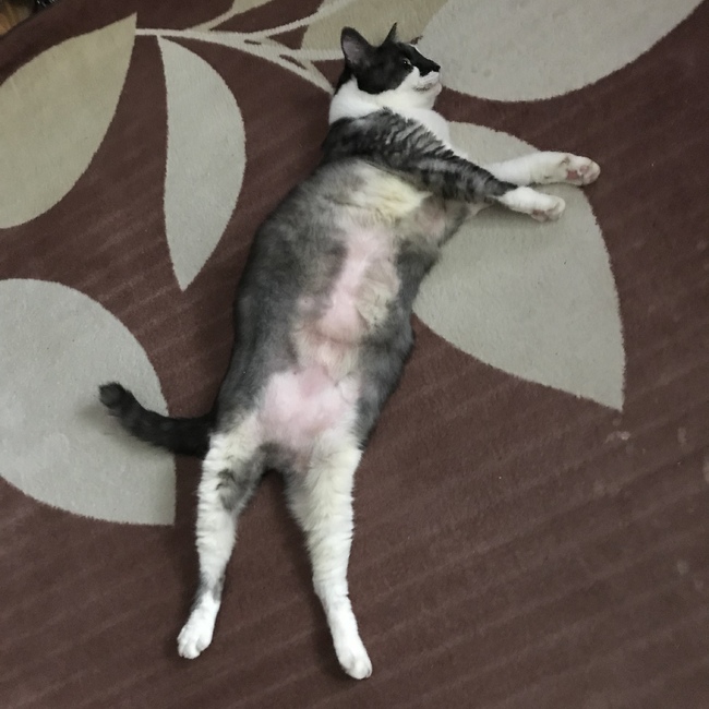 agertのカバー写真