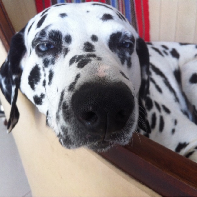 とりんぶるのカバー写真