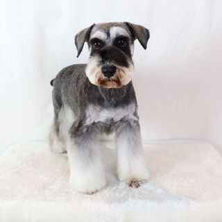 愛らしいお顔のしゅなの女の子