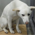 団体様より引き出し完了。成犬♂346
