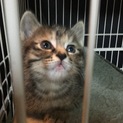 生後1ヶ月程度の赤ちゃん猫