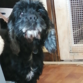 卒業予定有り、キャンセル待ち受付中黒いアメコ12歳