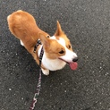 元気なコーギーちゃん
