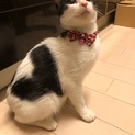 人馴れ度300%ハチワレ子猫