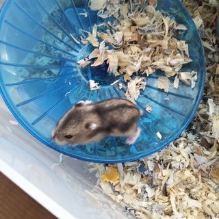 かわいいジャンガリアンハムスター