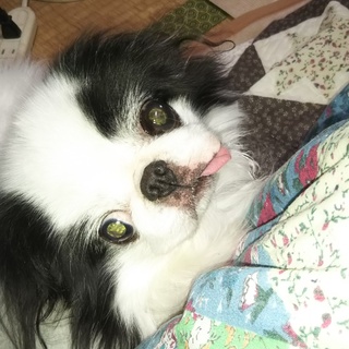 片目が見えないけど無駄吠えゼロのワンコ