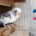 りかちゃん(仮)〜ちょっと人見知り〜