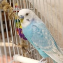 りょうたくん(仮)〜かわいいインコちゃん〜