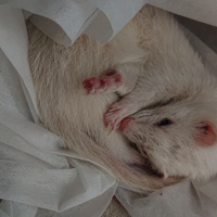 エメット