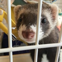 ナチョス