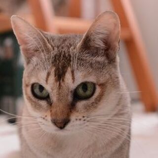 甘えん坊のシンガプーラ