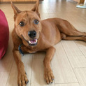 琉球犬MIX？身体は大きいけど甘えん坊の男の子！