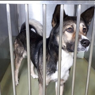 元気いっぱい☆イケメンのレックス君