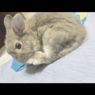 甘えん坊なネザーランドドワーフ　オス