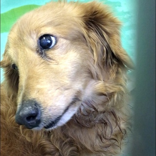 長毛ダックスフンド高齢犬オス１７２