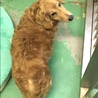 長毛ダックスフンド高齢犬オス１７２ サムネイル3