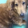 長毛ダックスフンド高齢犬オス１７２ サムネイル2