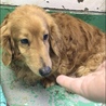 長毛ダックスフンド高齢犬オス１７２ サムネイル4