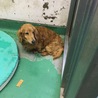 長毛ダックスフンド高齢犬オス１７２ サムネイル5