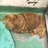 長毛ダックスフンド高齢犬オス１７２ サムネイル6