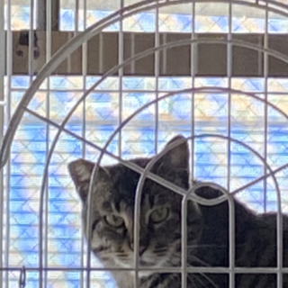 弱っちく心優しい十和田さん♂