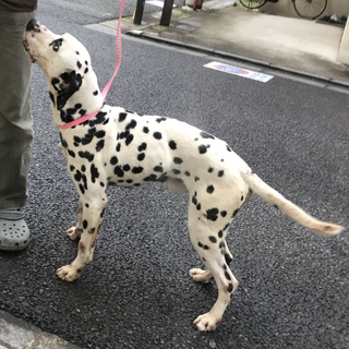 甘えん坊でフレンドリーな男の子