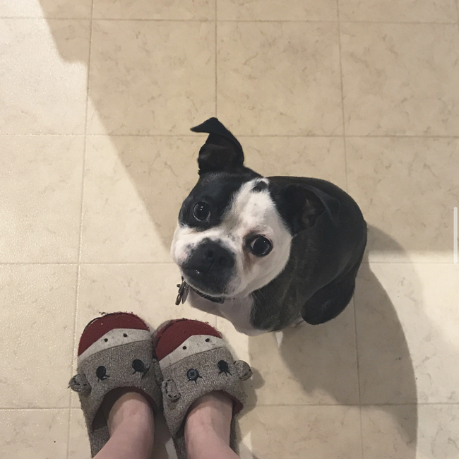 蝶ちょうのカバー写真