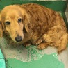 長毛ダックスフンド高齢犬オス１７２ サムネイル7