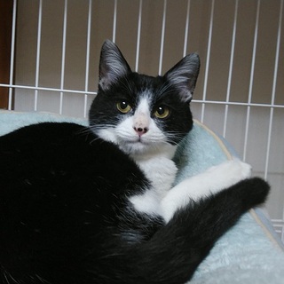 黒白約5か月、人馴れ猫馴れしています