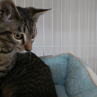 キジトラ約5か月、人馴れ猫馴れしています