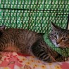 キジトラ約5か月、人馴れ猫馴れしています サムネイル2