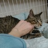 キジトラ約5か月、人馴れ猫馴れしています サムネイル3