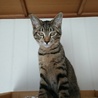 キジトラ約5か月、人馴れ猫馴れしています サムネイル4