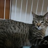 キジトラ約5か月、人馴れ猫馴れしています サムネイル5