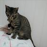 キジトラ約5か月、人馴れ猫馴れしています サムネイル6