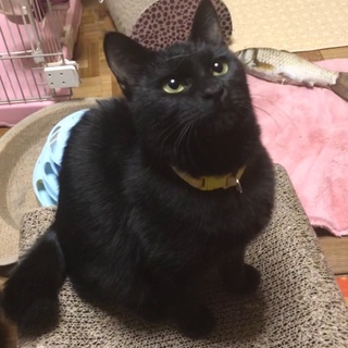 短い尻尾が可愛い！ベタ慣れ黒ニャン