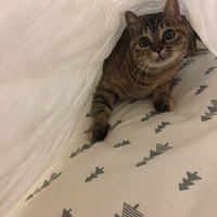むぎ