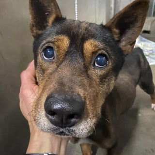 里親様決定しました！！ありがとうございます