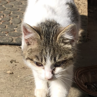 3カ月くらいの子猫ちゃん