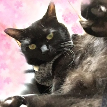 ミサゴ