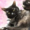 ミサゴ