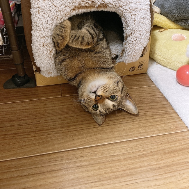 てんちゃんのママのカバー写真