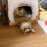 ロールケーキの部屋が若干手狭になってる今日この頃。ハミダシテル