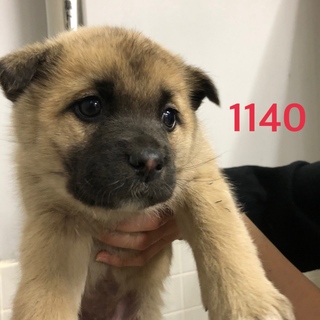 5匹兄妹の子犬たちです。