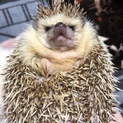 ハリネズミノーマル（メス）1歳