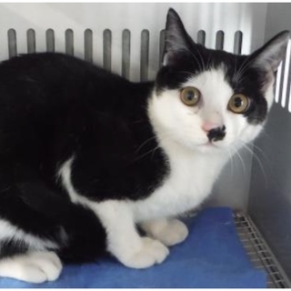 団体様より引出し完了。成猫♂348