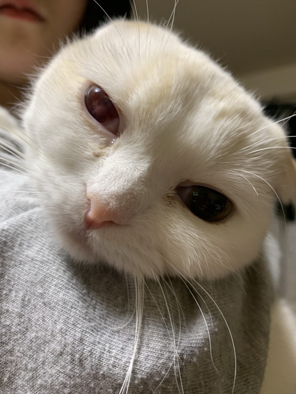 全房出血4日目 相談 5765 ペットのおうち 月間利用者150万人