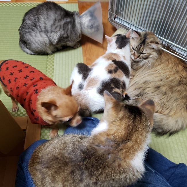 ぽのまるのカバー写真