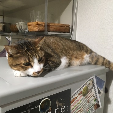 ロクの写真